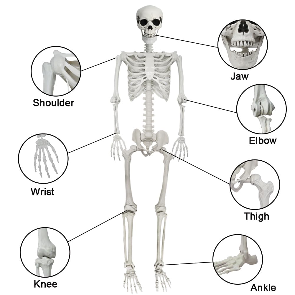 5.9FT Poseable Life Size Skeleton with Movable Joints H314