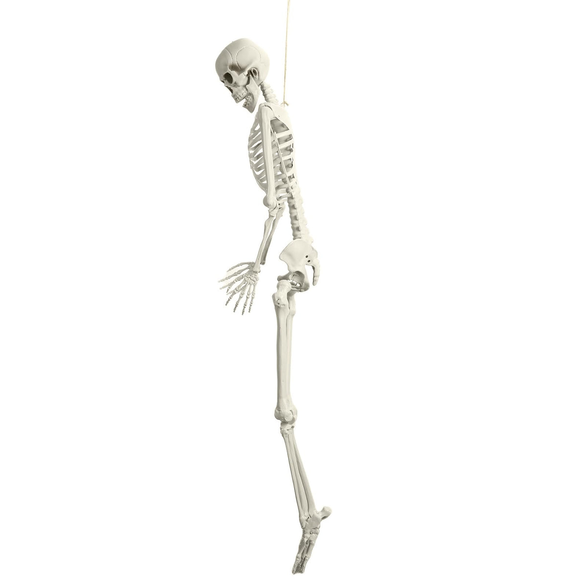 5.4ft White Posable Skeleton O3096