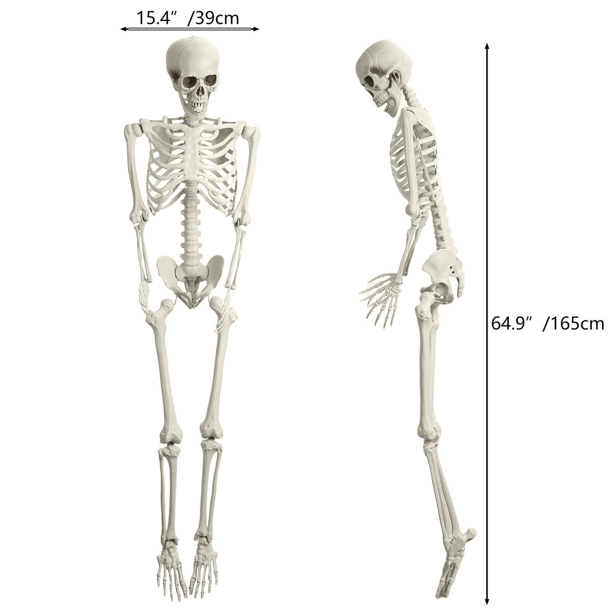 5.4FT Posable Full Body Skeleton with Movable Joints F847