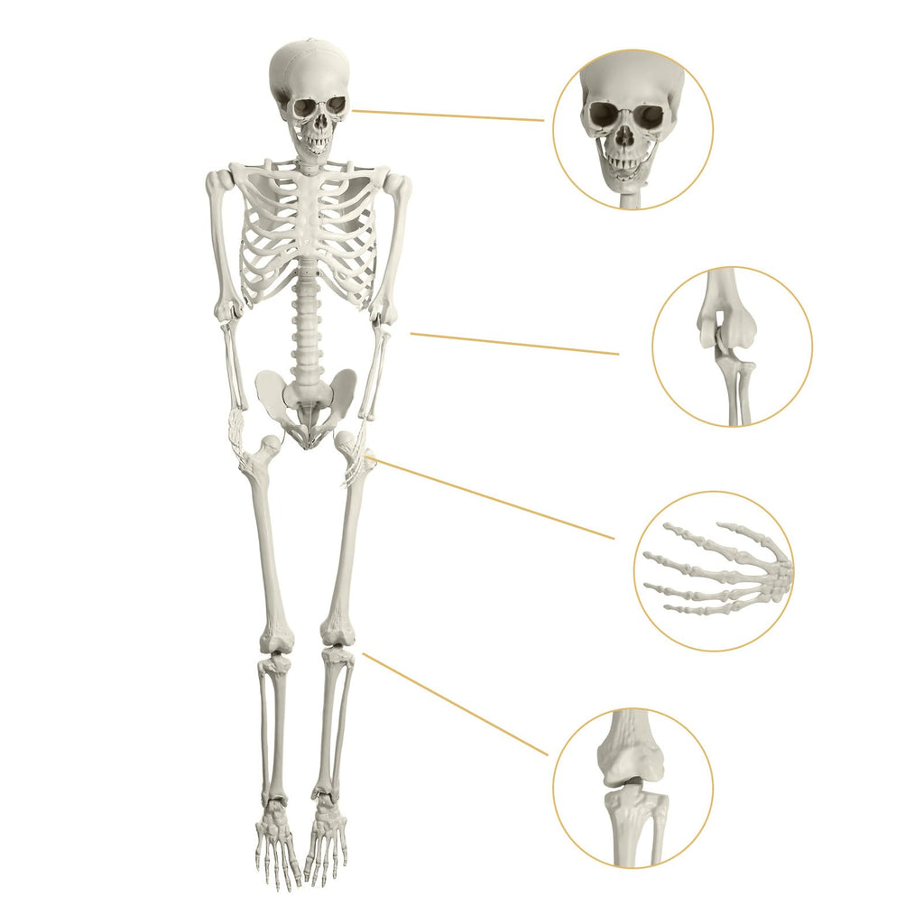 5.4ft White Posable Skeleton O3096