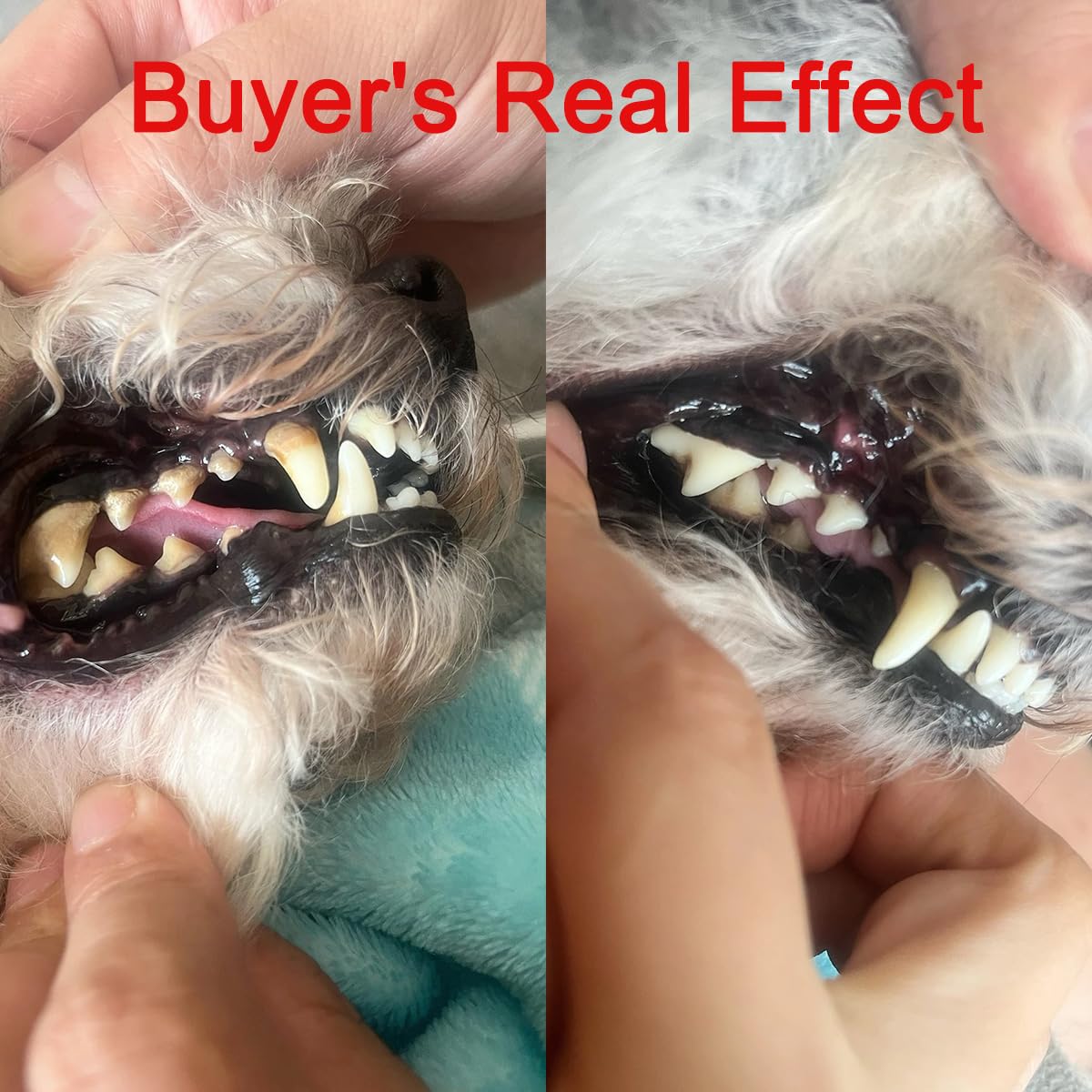 Pet Ultrasonic Tooth Cleaner with 3 Adjustable Modes T474108